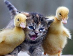 Ducklings and kitten Meme Template