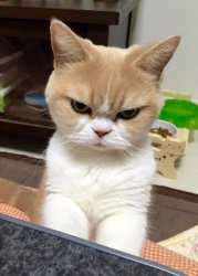 Japanese Grumpy Cat Meme Template