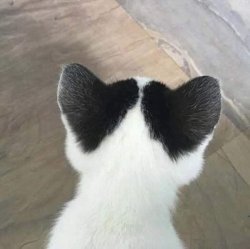 cat with heart ears Meme Template