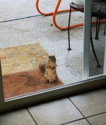 Peeping Squirrel Meme Template