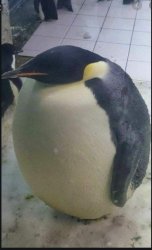 wide penguin Meme Template