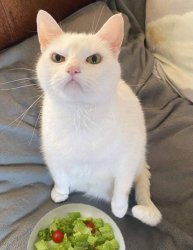 Cat angry at salad for dinner Meme Template