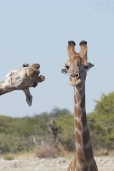 Giraffe photo bomb Meme Template