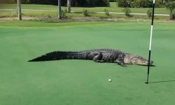 Alligator on golf course Meme Template