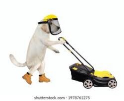 lawnmower dog Meme Template