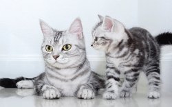 Cat ignoring kitten Meme Template