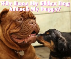 Dog older ignoring puppy Meme Template