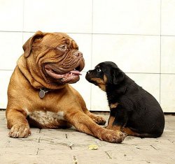 Dog mastiff and Rottweiler puppy 2 Meme Template
