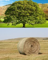 Oak hay Meme Template