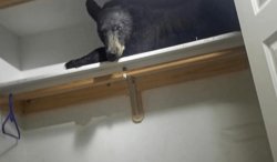 Bear in closet Meme Template