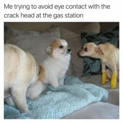 Dog avoiding eye contact with other dog 3 Meme Template