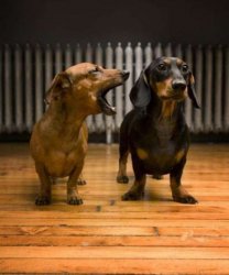 Dogs dachshunds married which one is the wife Meme Template