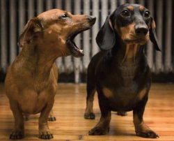 Dogs dachshunds one ignoring the other Meme Template