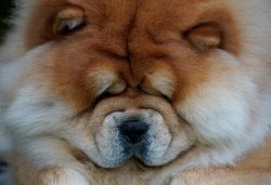 chow chow Meme Template