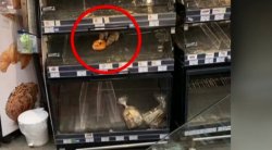 2 pet-uri uitate in Mega Meme Template