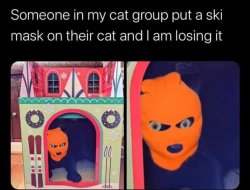 Ski mask cat Meme Template