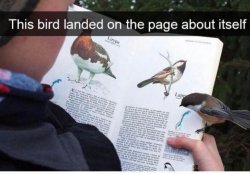 Bird landed on the page about itself Meme Template