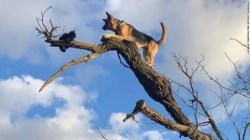 Dog and cat in tree Meme Template