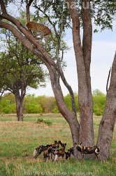 Wild dogs chase a leopard up a tree 2 Meme Template