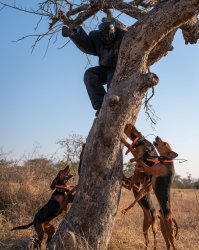 Dogs tree a poacher in Africa Meme Template