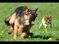 Kitten chased by dog German Shepherd Meme Template