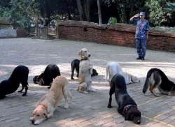 Dogs in circle bowing away from dog in midd Meme Template