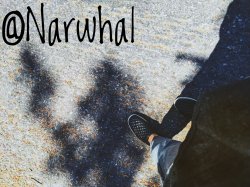 narwhal announcement temp Meme Template