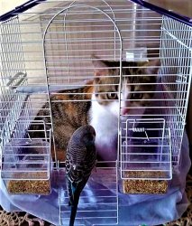 cat in bird cage Meme Template