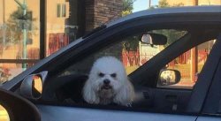 Dog in car grumpy poodle Meme Template