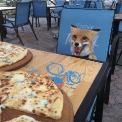 Fox at table with pizza Meme Template