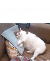 sad fat cat text box Meme Template