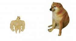 Small Buff Doge Meme Template