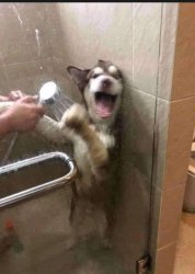 Dog in shower Meme Template