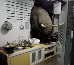 Elephant in Kitchen Meme Template