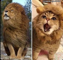 lion-cat Meme Template