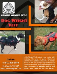 Dog weight vest Meme Template