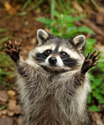 Praising Raccoon Meme Template