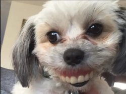 dog teeth bitch Meme Template