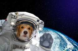 Dog astronaut in space Meme Template