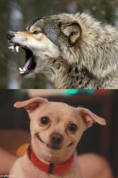 Wolf doggy Meme Template