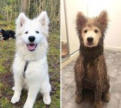 Before and After Clean vs Dirty dog Meme Template