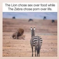 Lion vs. Zebra Meme Template