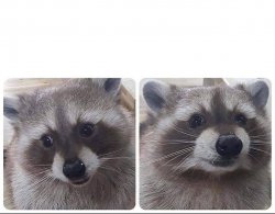 Begging raccoon Meme Template