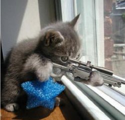 Armed Kitten Meme Template