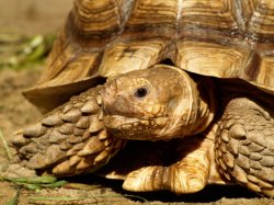 Sulcata Tortoise Meme Template