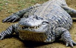 le croc Meme Template