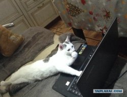 Cat thinking on laptop Meme Template