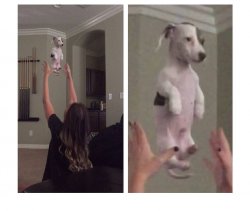 Tossing a puppy Meme Template