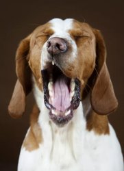 You Bore Me - Yawning Pooch Meme Template