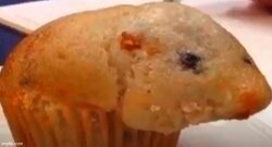 Hamster Muffin Meme Template